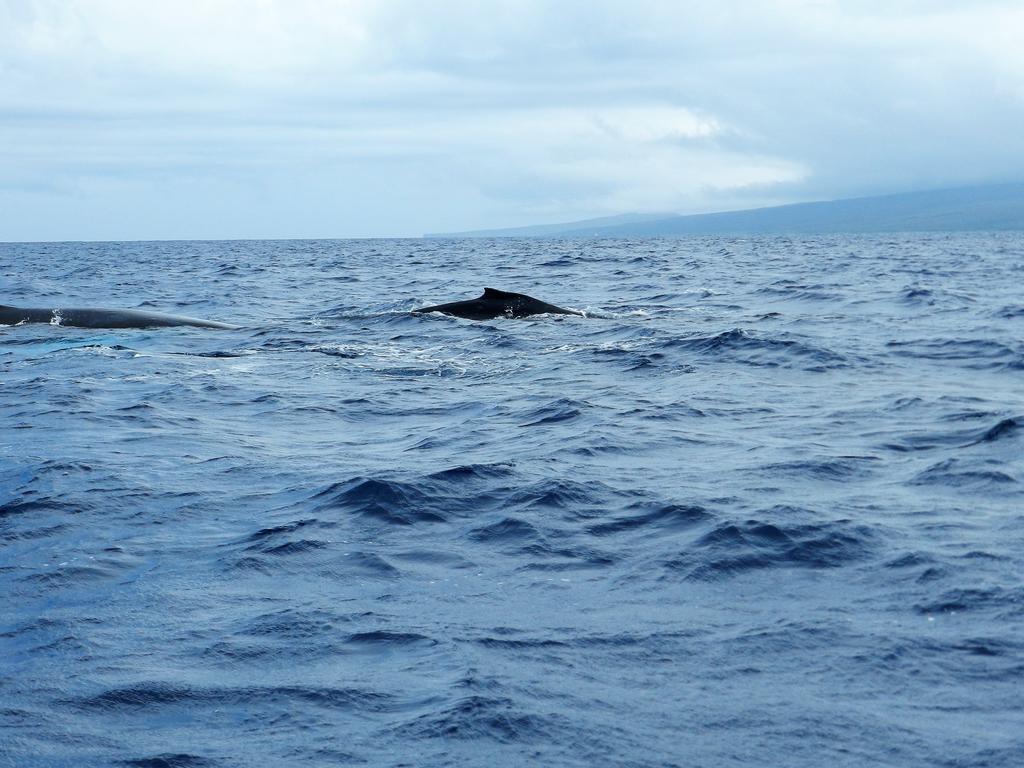 Ka Hale Kealoha Lägenhet Kaunakakai Exteriör bild